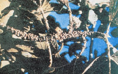 Kanlı balsıra zararına uğramış incir sürgünü